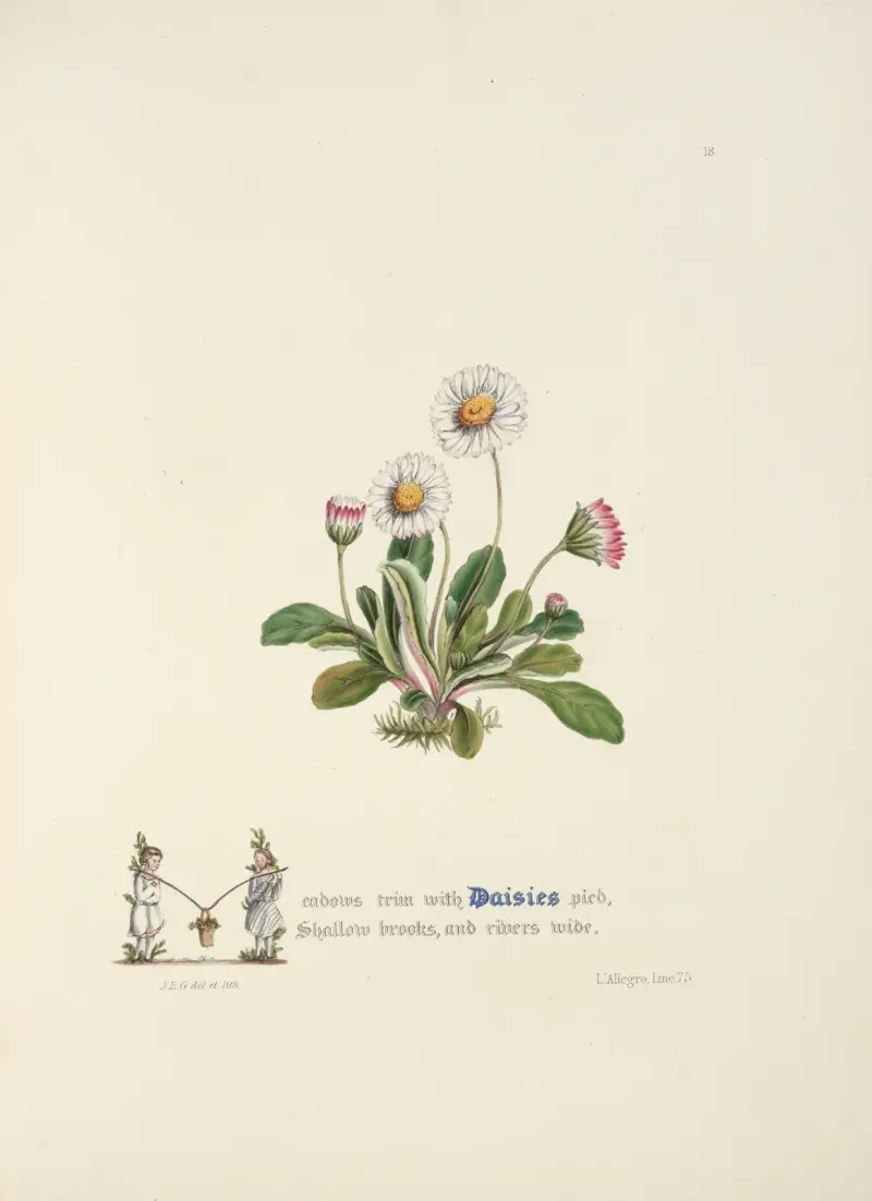 Stokrotki, Jane Elizabeth Giraud