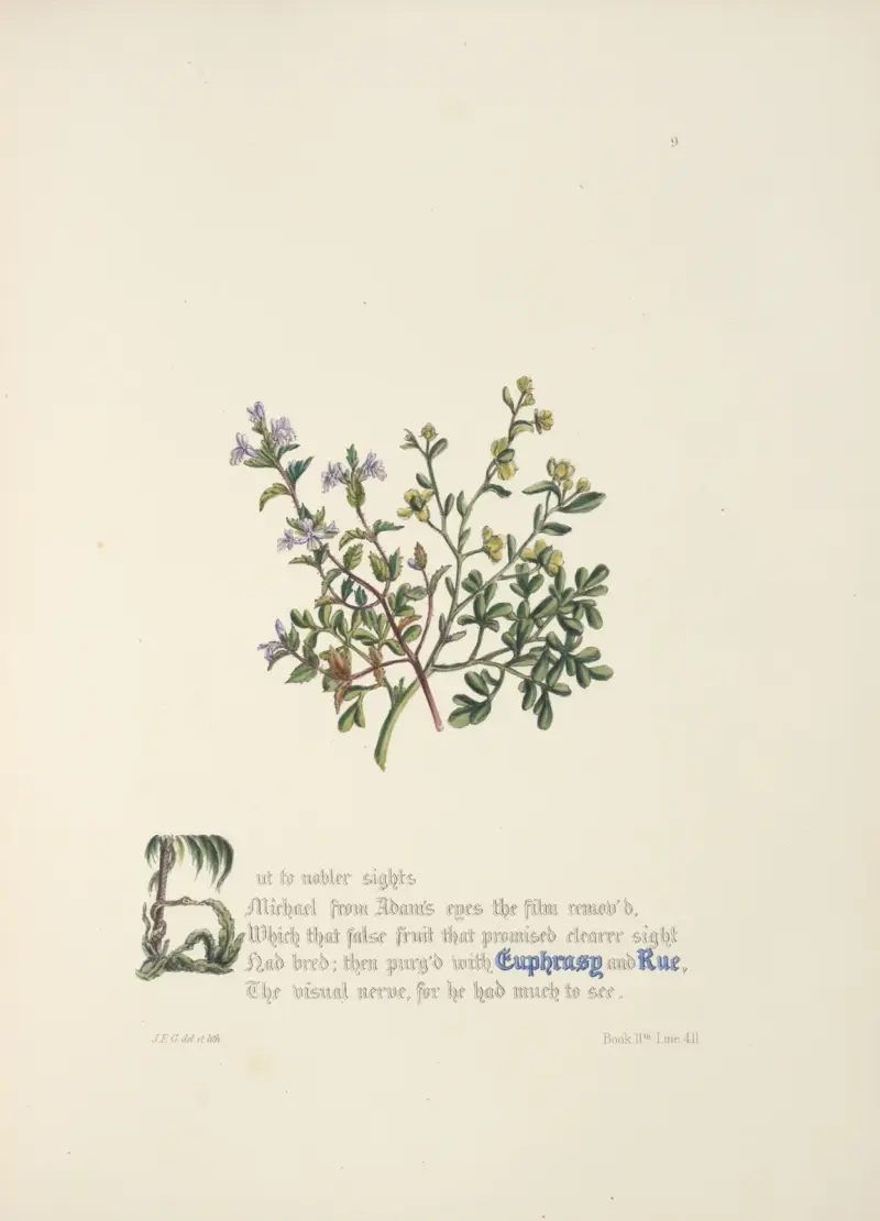 Euphrasy and rue. av Jane Elizabeth Giraud