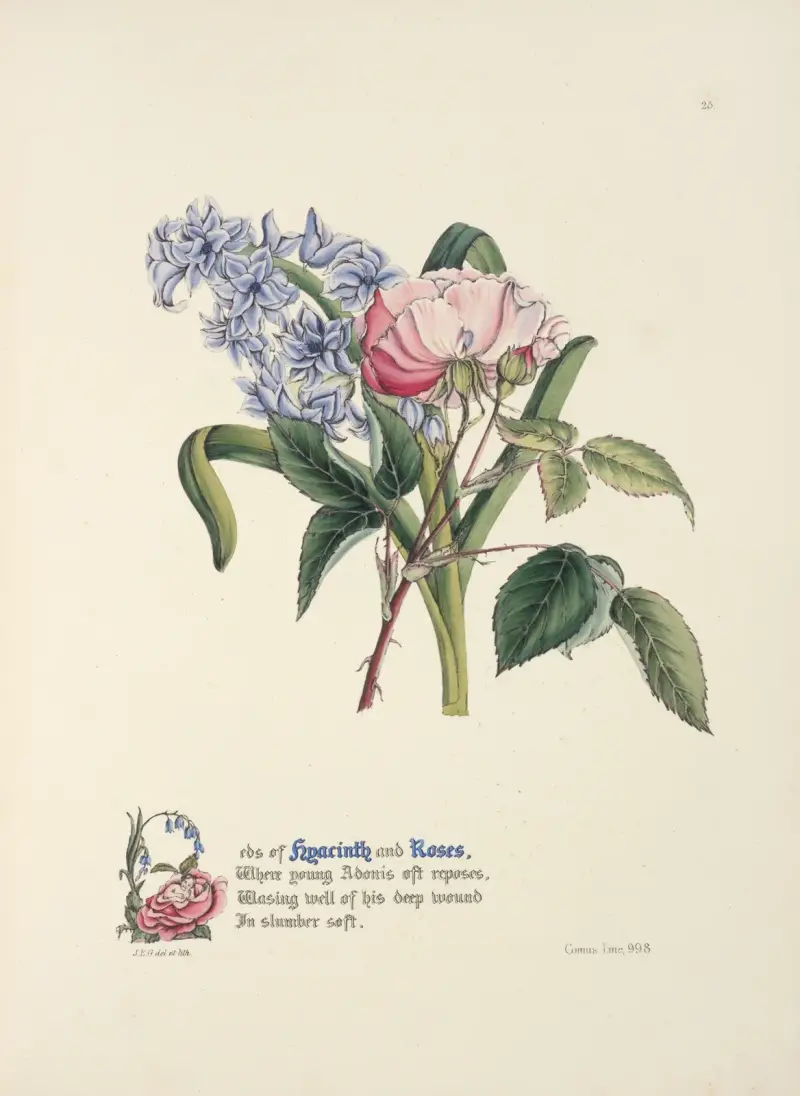 Hyacinth and rose av Jane Elizabeth Giraud