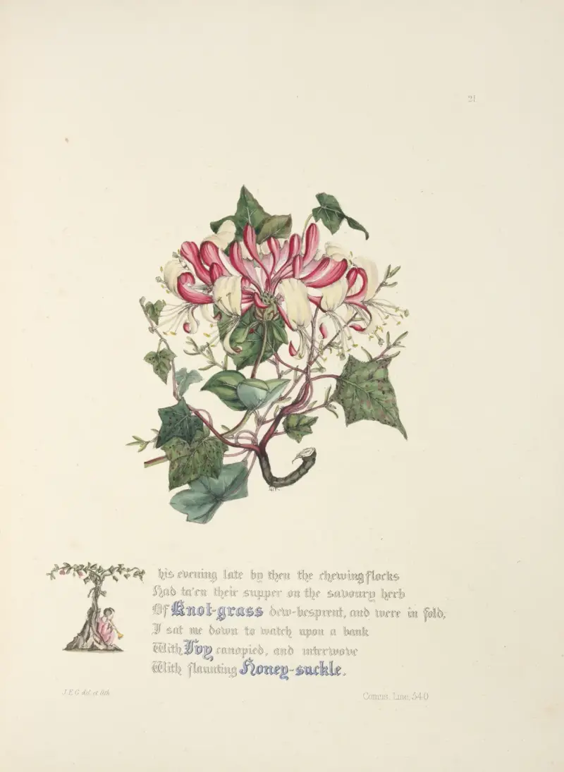 Knot grass, ivy and honeysuckle av Jane Elizabeth Giraud