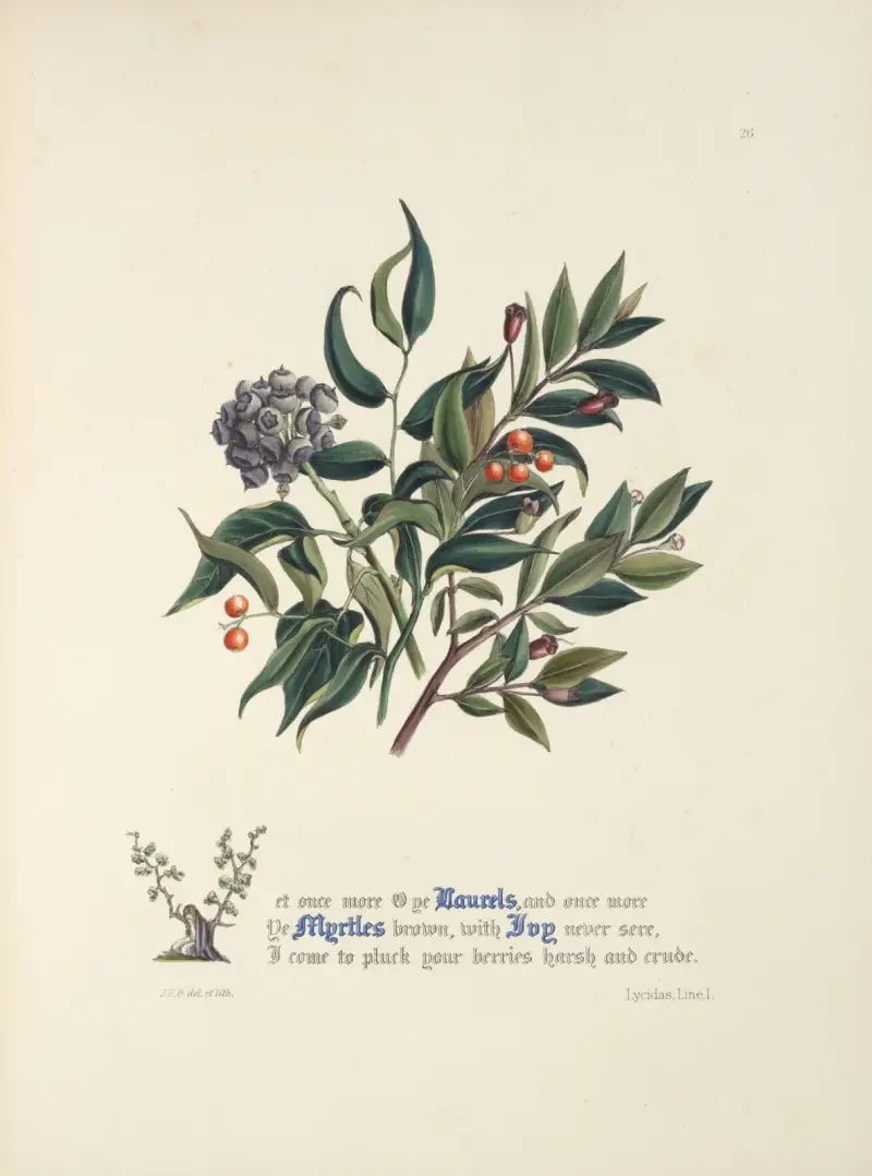 Laurels, myrtles and ivy av Jane Elizabeth Giraud