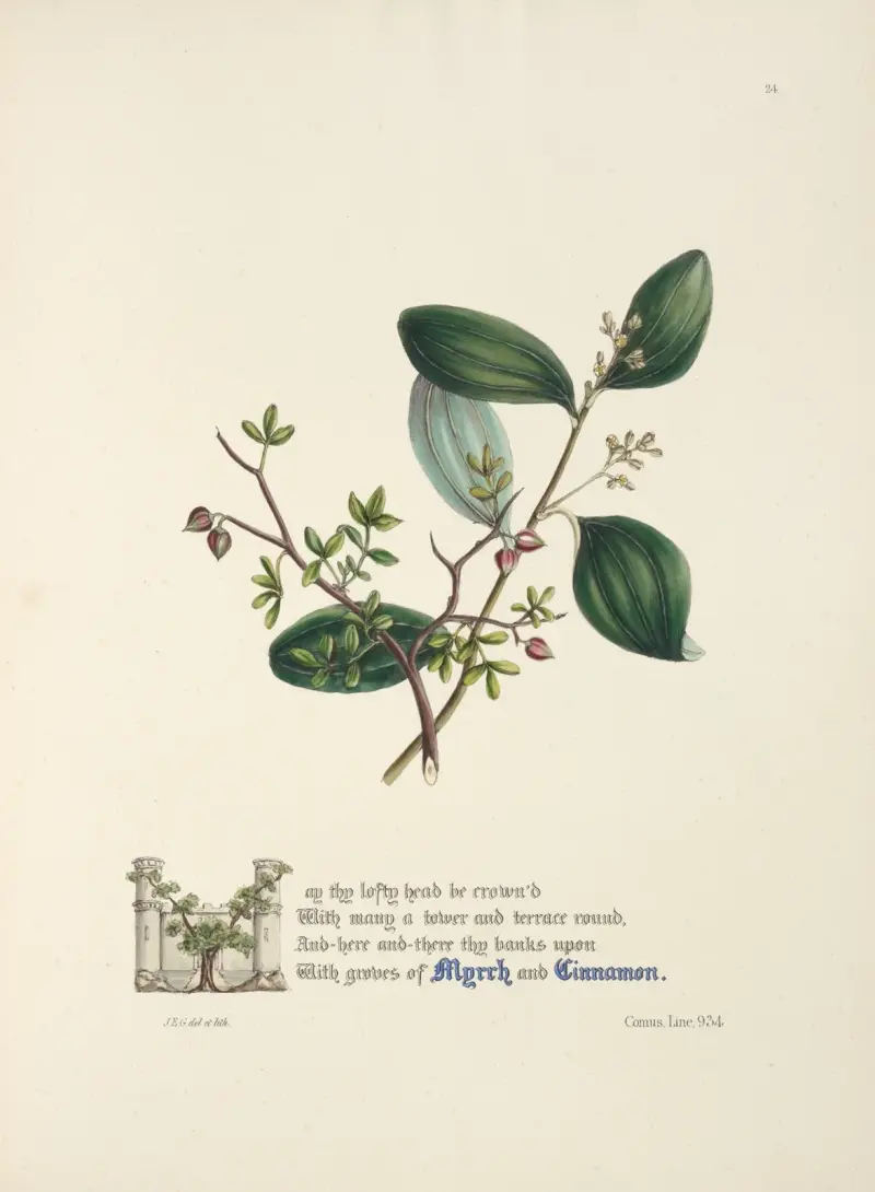 Myrrh and cinnamon av Jane Elizabeth Giraud