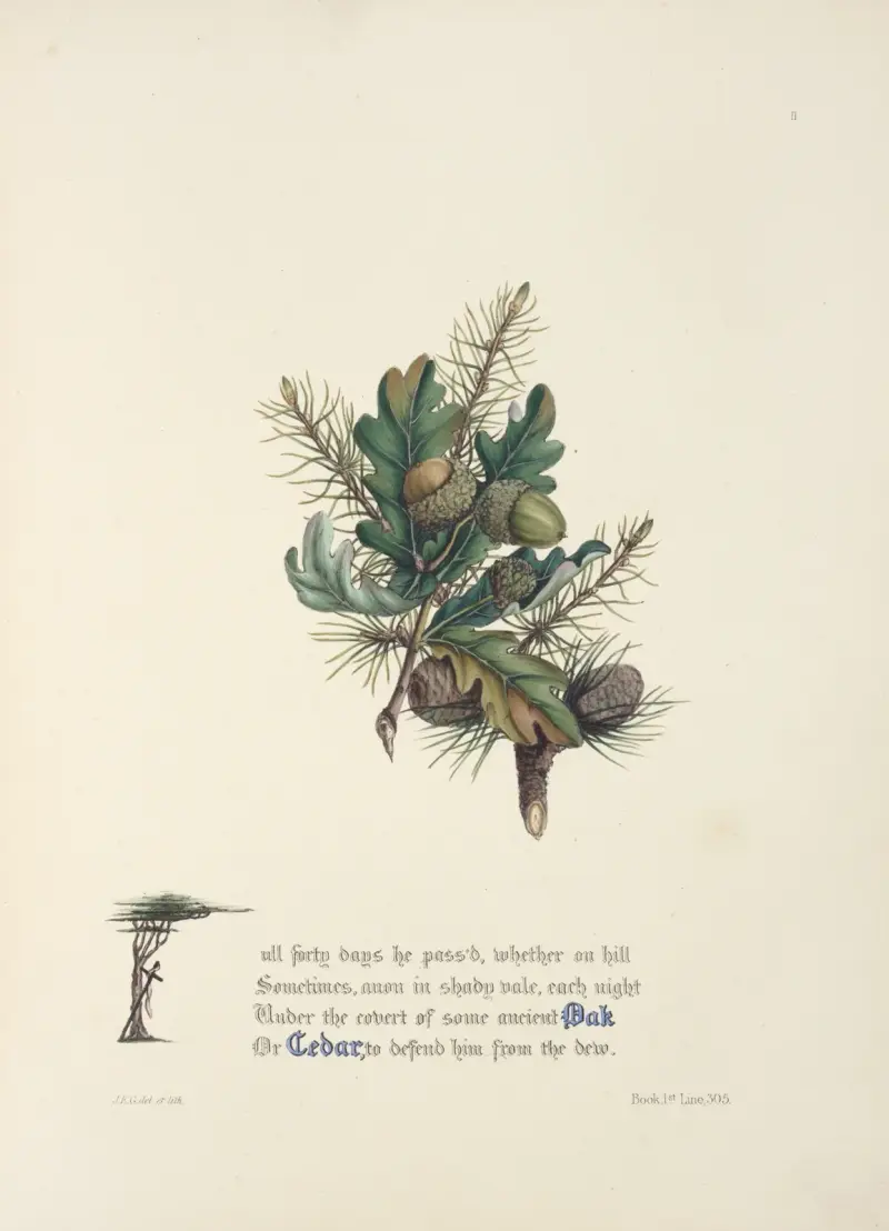 Dąb i cedr, Jane Elizabeth Giraud