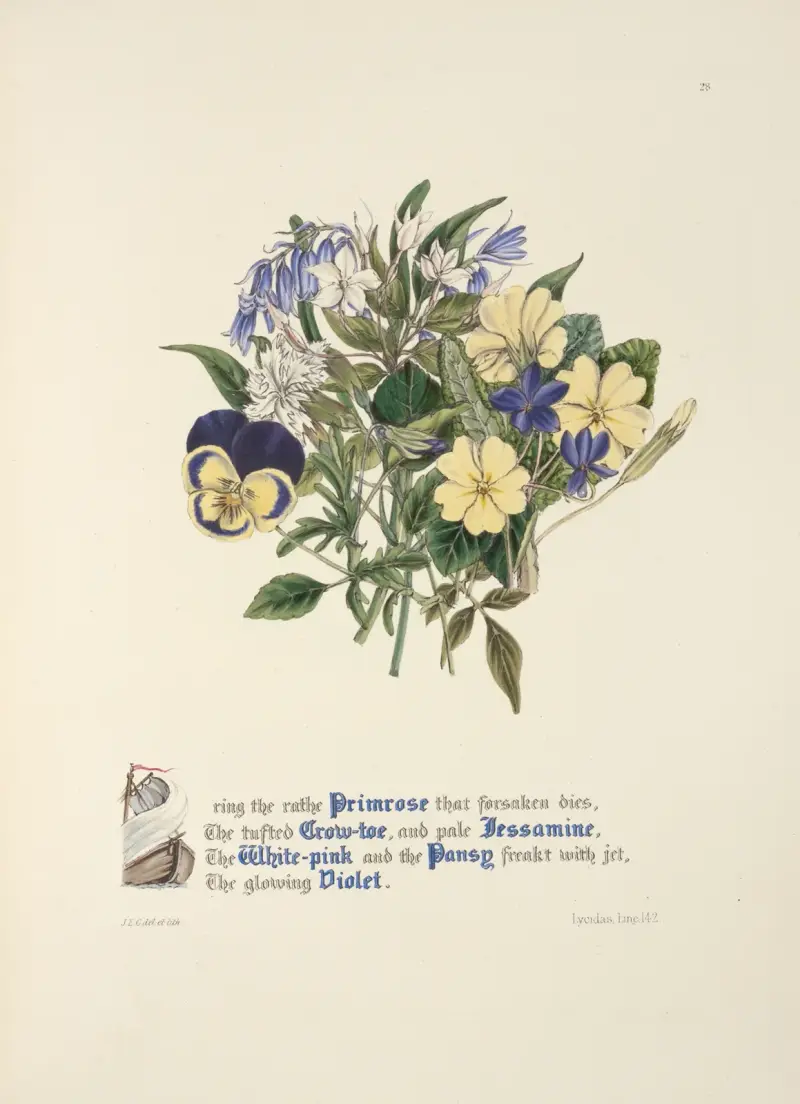 Primrose, Grow-toe,Jessamine. White-pink, Pansy and Violet av Jane Elizabeth Giraud