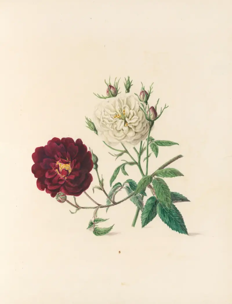 Blomsterfesten Pl.04 av Jane Elizabeth Giraud
