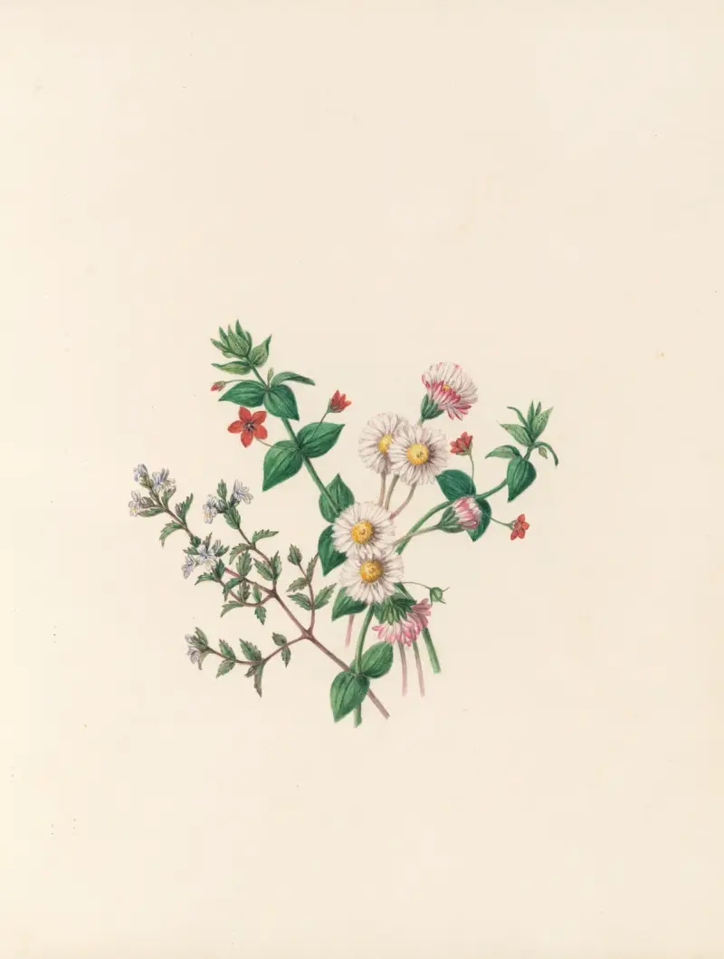 The fête of the flowers Pl.07 av Jane Elizabeth Giraud