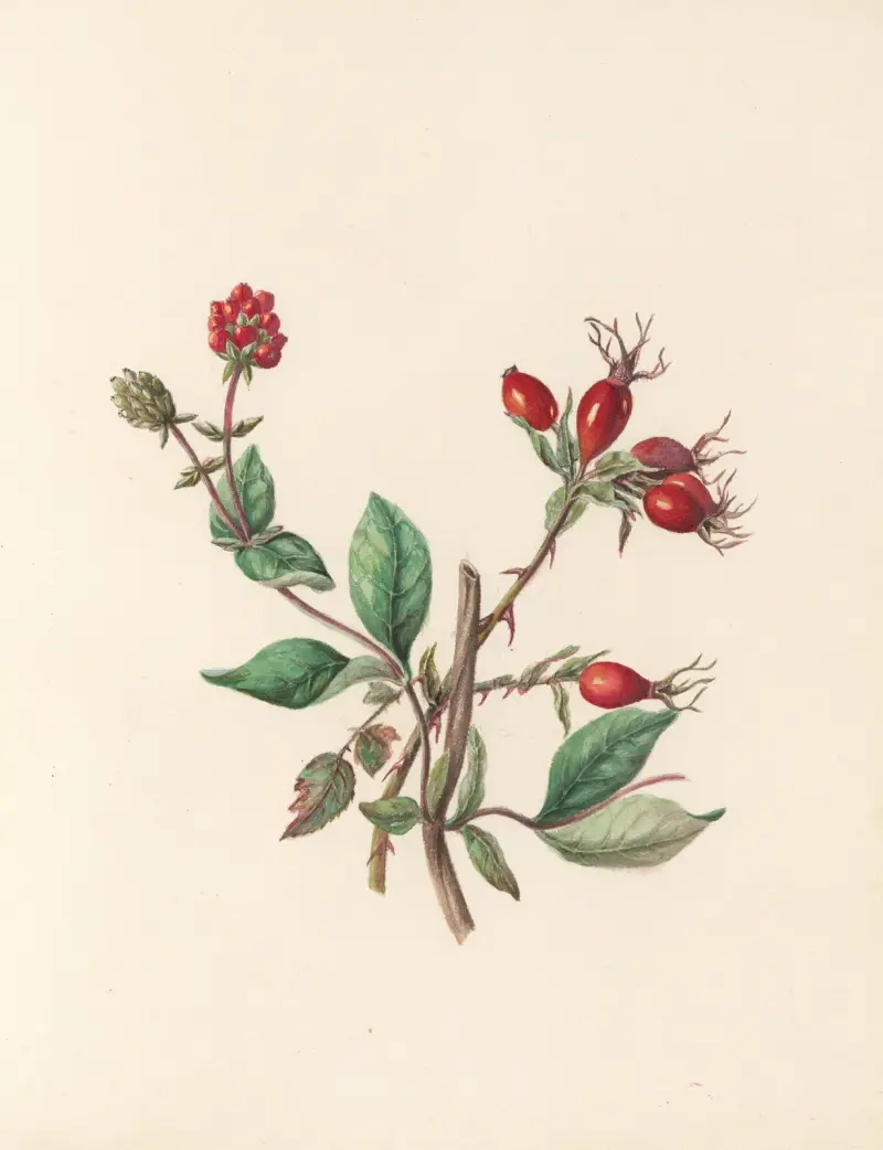 Blomsterfesten Pl.10 av Jane Elizabeth Giraud