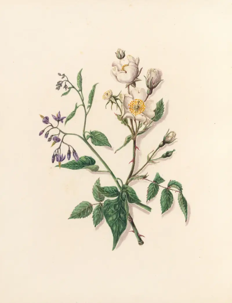 The fête of the flowers Pl.11 av Jane Elizabeth Giraud