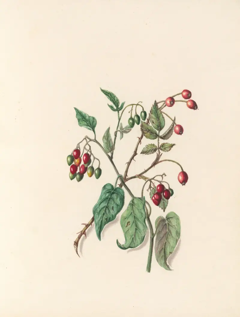 Blomsterfesten pl. 12 av Jane Elizabeth Giraud