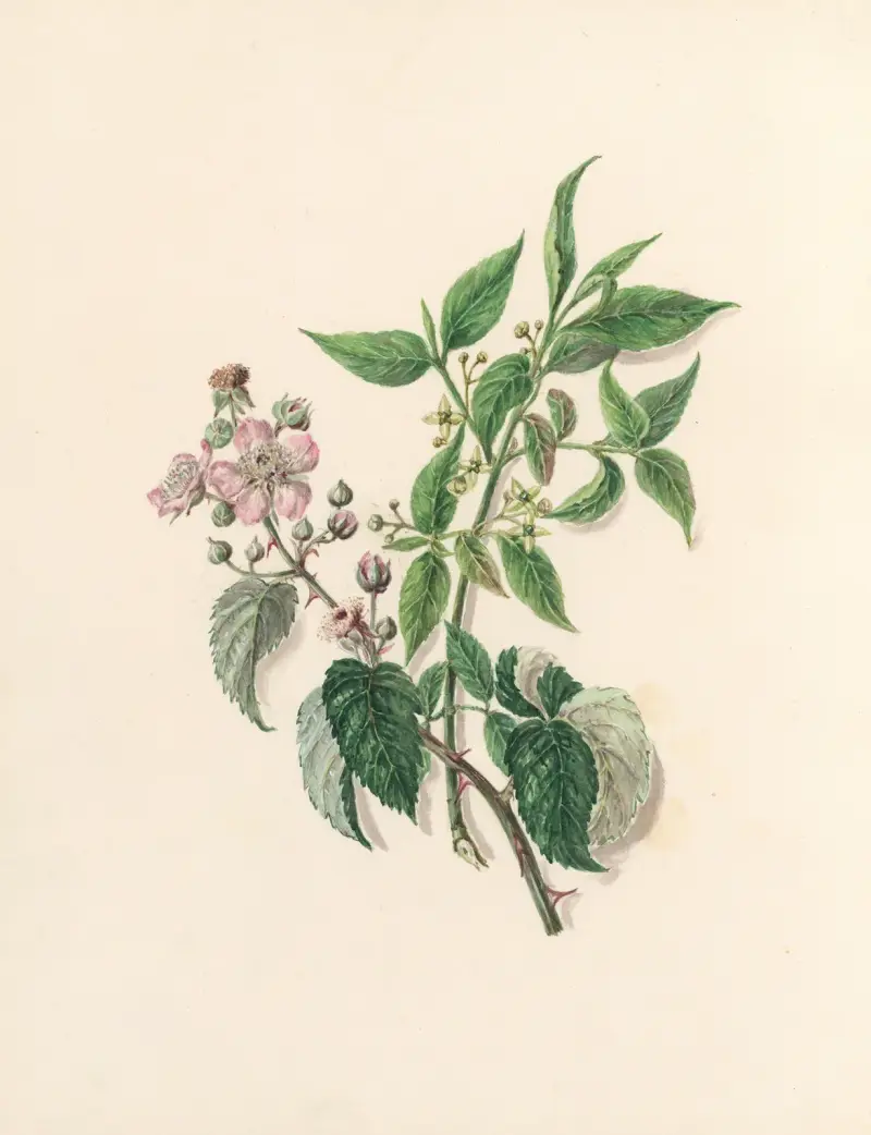 The fête of the flowers Pl.13 av Jane Elizabeth Giraud