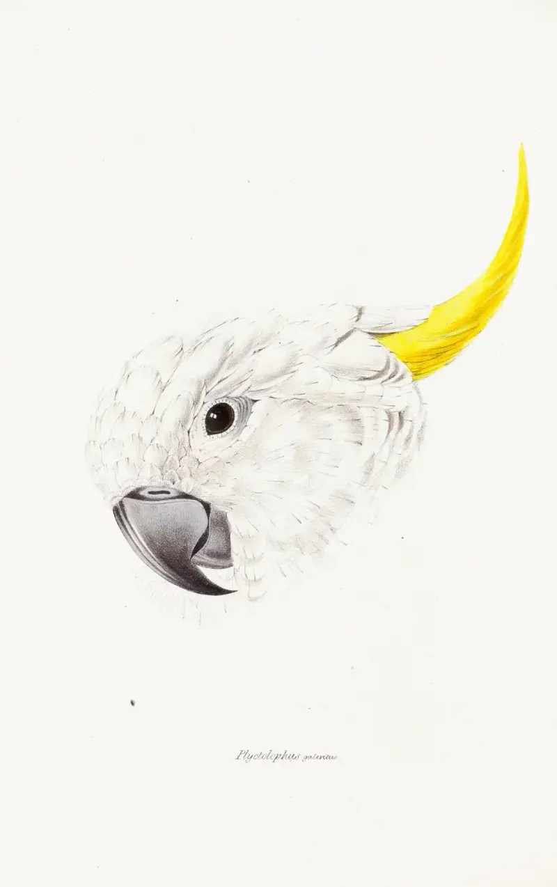A synopsis of the birds of Australia, and the adjacent Islands Pl.64 av Elizabeth Gould