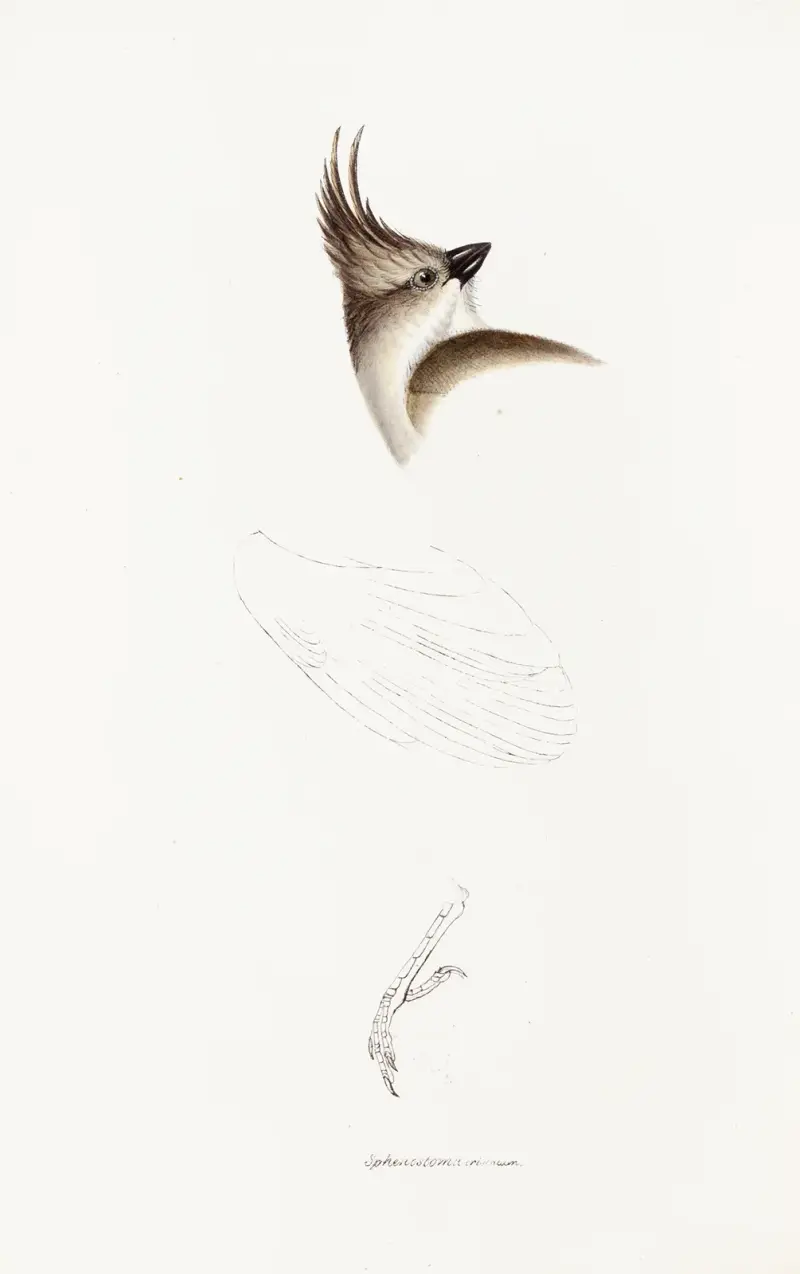 A synopsis of the birds of Australia, and the adjacent Islands Pl.63 av Elizabeth Gould
