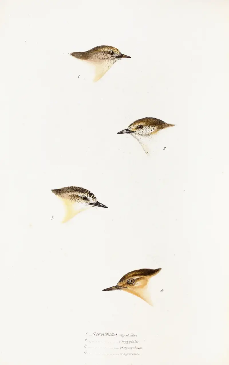 A synopsis of the birds of Australia, and the adjacent Islands Pl.60 av Elizabeth Gould