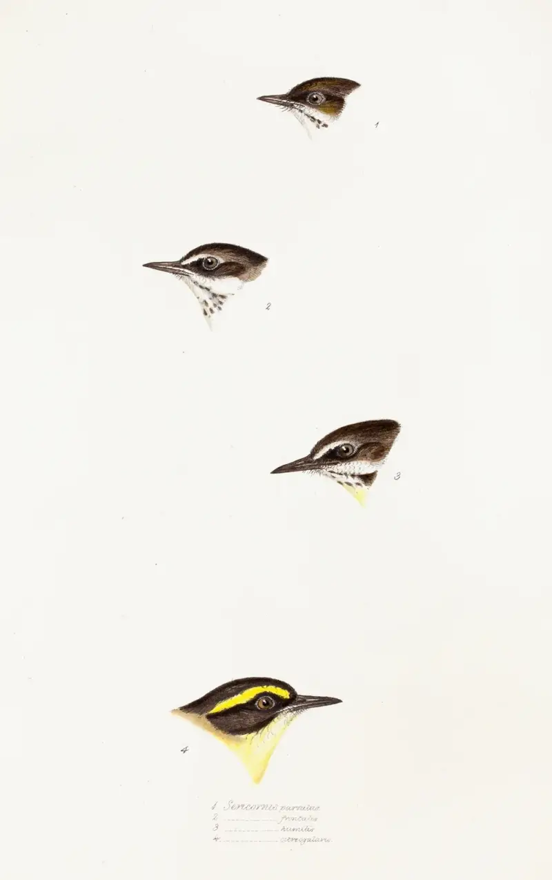 A synopsis of the birds of Australia, and the adjacent Islands Pl.58 av Elizabeth Gould