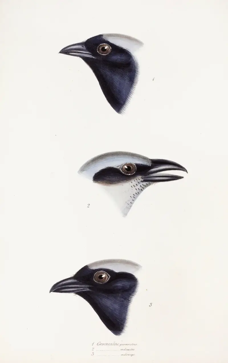 A synopsis of the birds of Australia, and the adjacent Islands Pl.56 av Elizabeth Gould