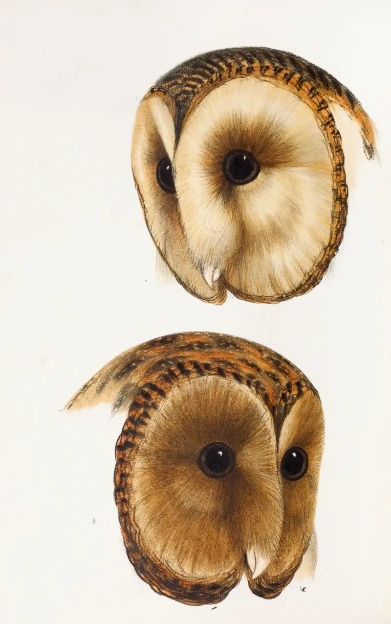 A synopsis of the birds of Australia, and the adjacent Islands Pl.51 av Elizabeth Gould