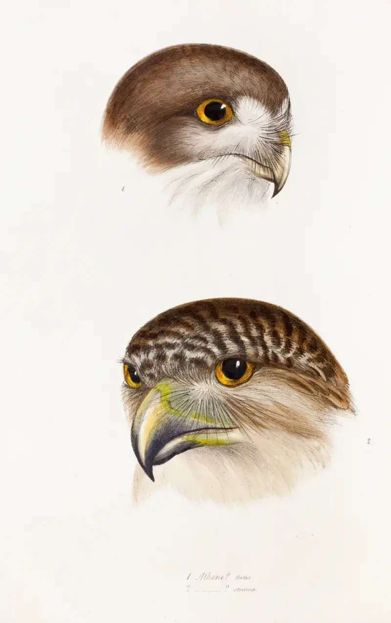 A synopsis of the birds of Australia, and the adjacent Islands Pl.49 av Elizabeth Gould