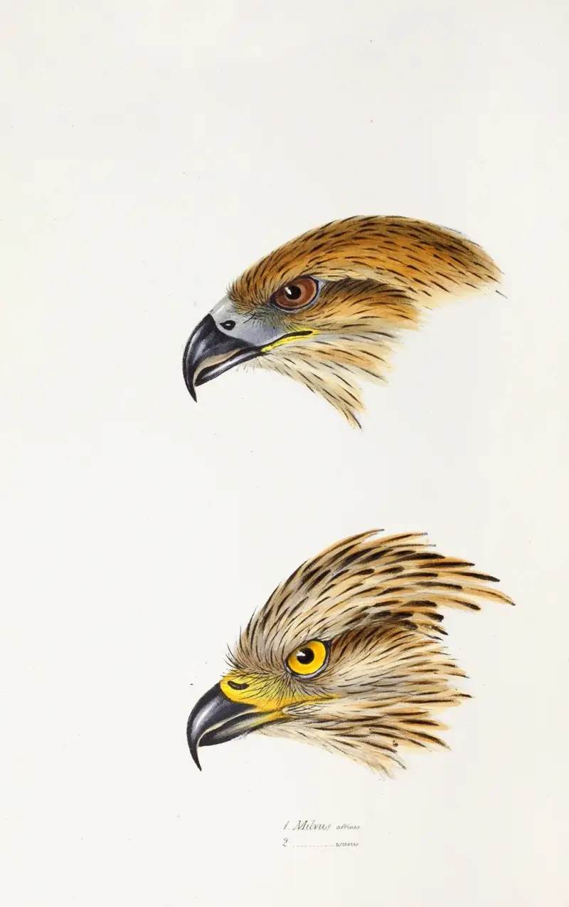 A synopsis of the birds of Australia, and the adjacent Islands Pl.47 av Elizabeth Gould
