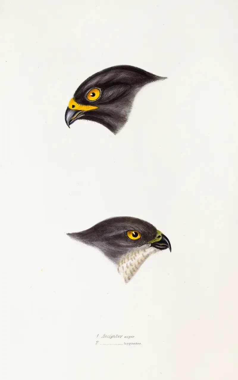 A synopsis of the birds of Australia, and the adjacent Islands Pl.45 av Elizabeth Gould