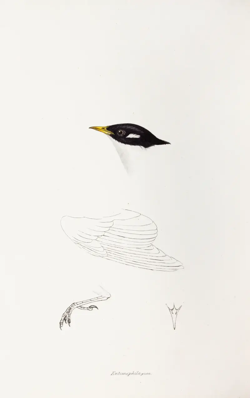 A synopsis of the birds of Australia, and the adjacent Islands Pl.71 av Elizabeth Gould