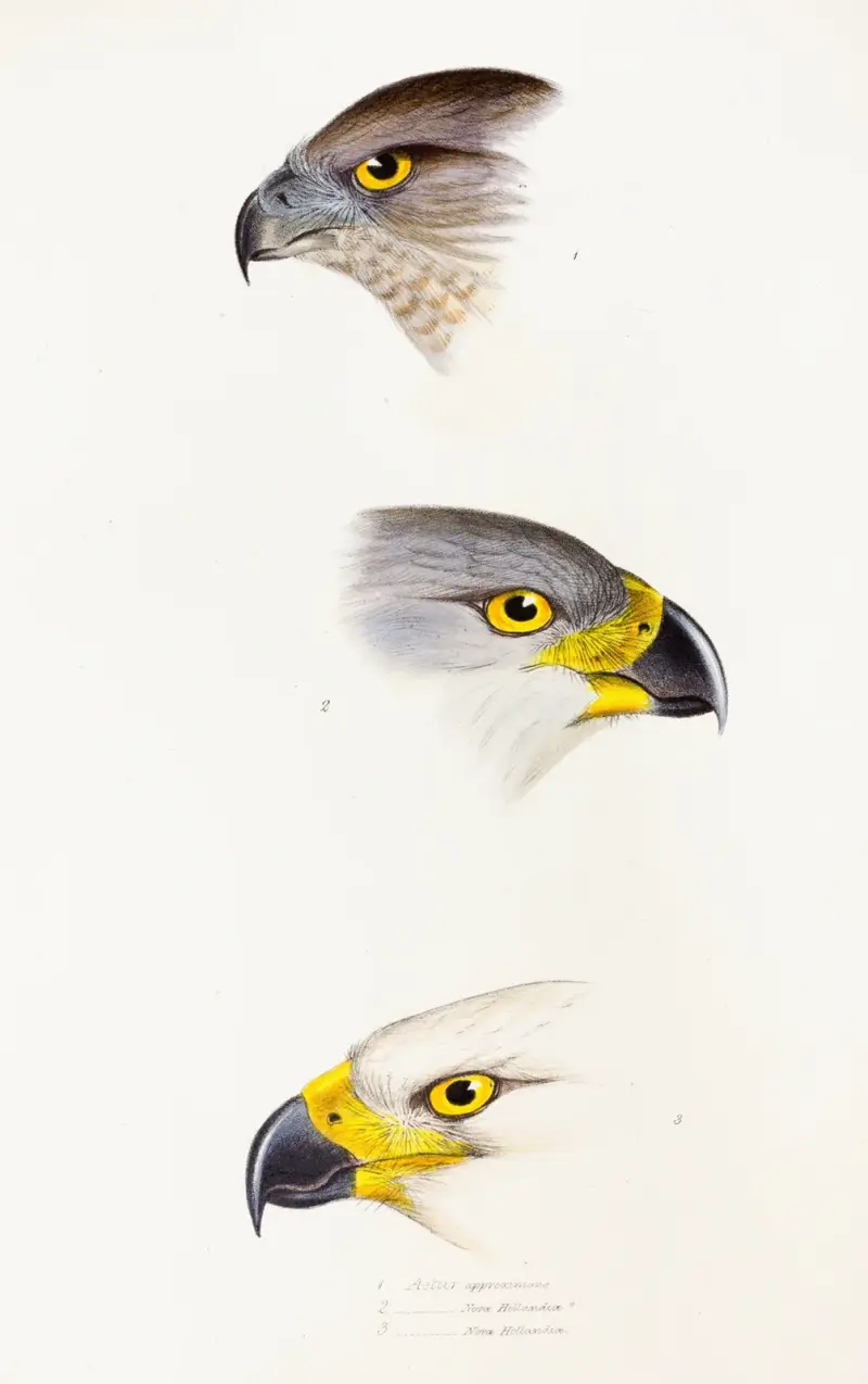A synopsis of the birds of Australia, and the adjacent Islands Pl.44 av Elizabeth Gould