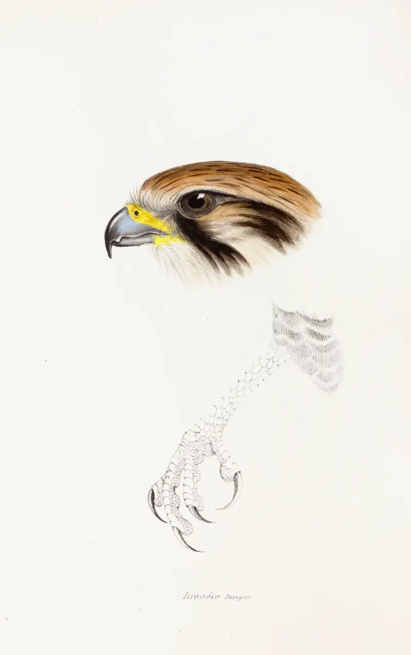 A synopsis of the birds of Australia, and the adjacent Islands Pl.43 av Elizabeth Gould