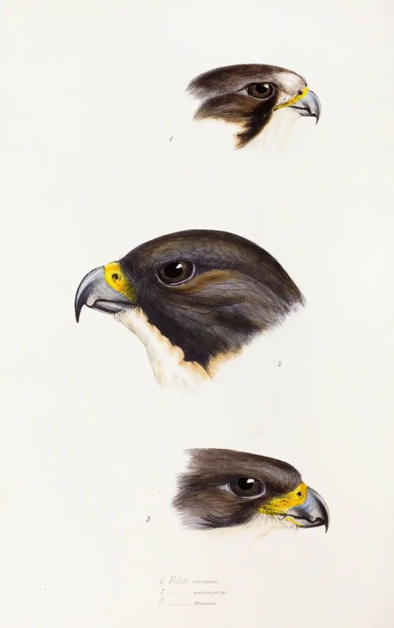 A synopsis of the birds of Australia, and the adjacent Islands Pl.42 av Elizabeth Gould