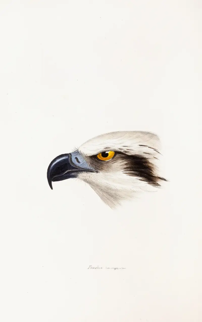 A synopsis of the birds of Australia, and the adjacent Islands Pl.41 av Elizabeth Gould
