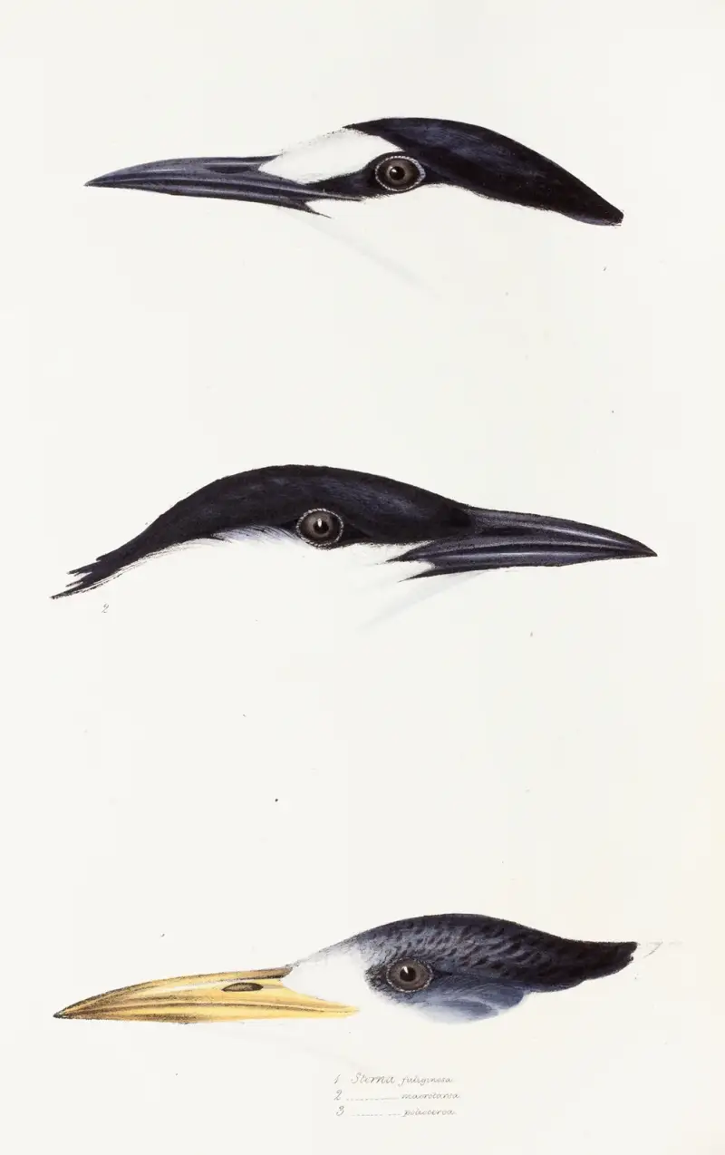 Eine Übersicht über die Vögel Australiens und der angrenzenden Inseln, Taf. 37 von Elizabeth Gould