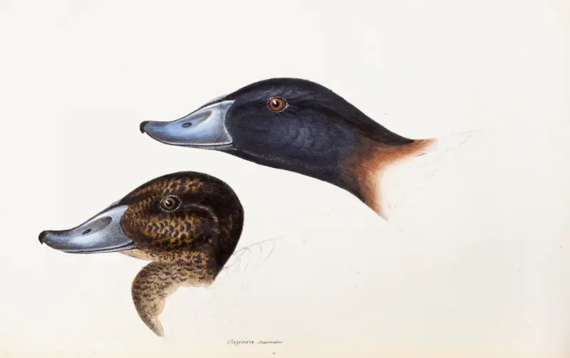 En översikt över Australiens fåglar och närliggande öar, plansch 36 av Elizabeth Gould