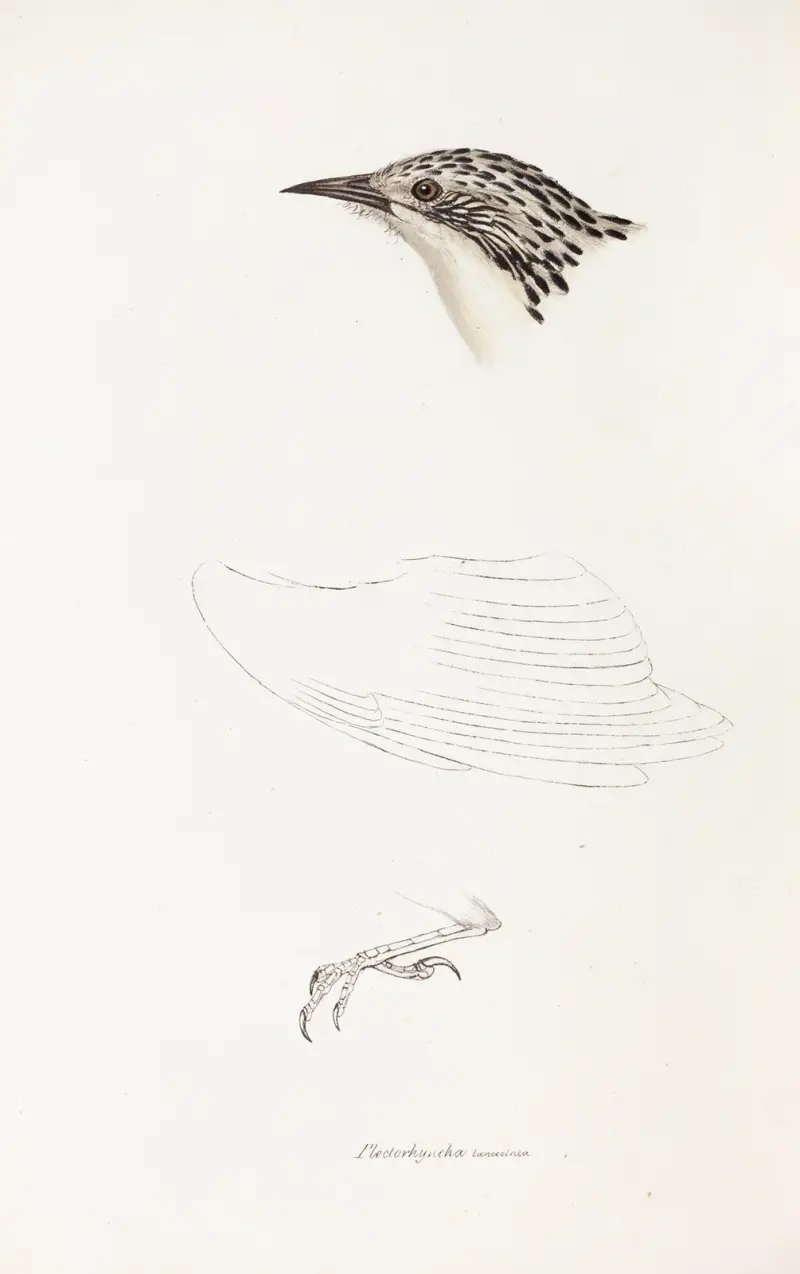 A synopsis of the birds of Australia, and the adjacent Islands Pl.70 av Elizabeth Gould