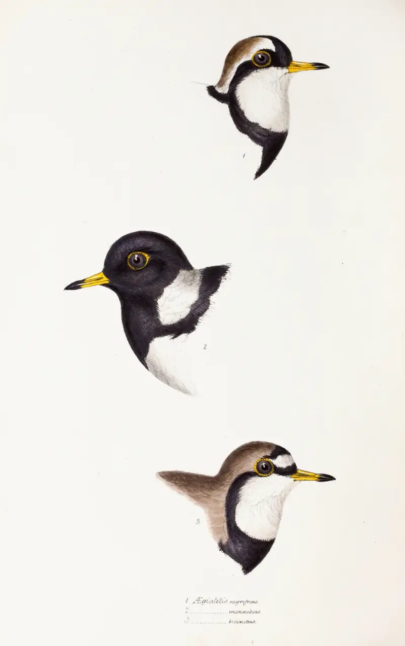 Eine Übersicht über die Vögel Australiens und der angrenzenden Inseln, Taf. 32 von Elizabeth Gould