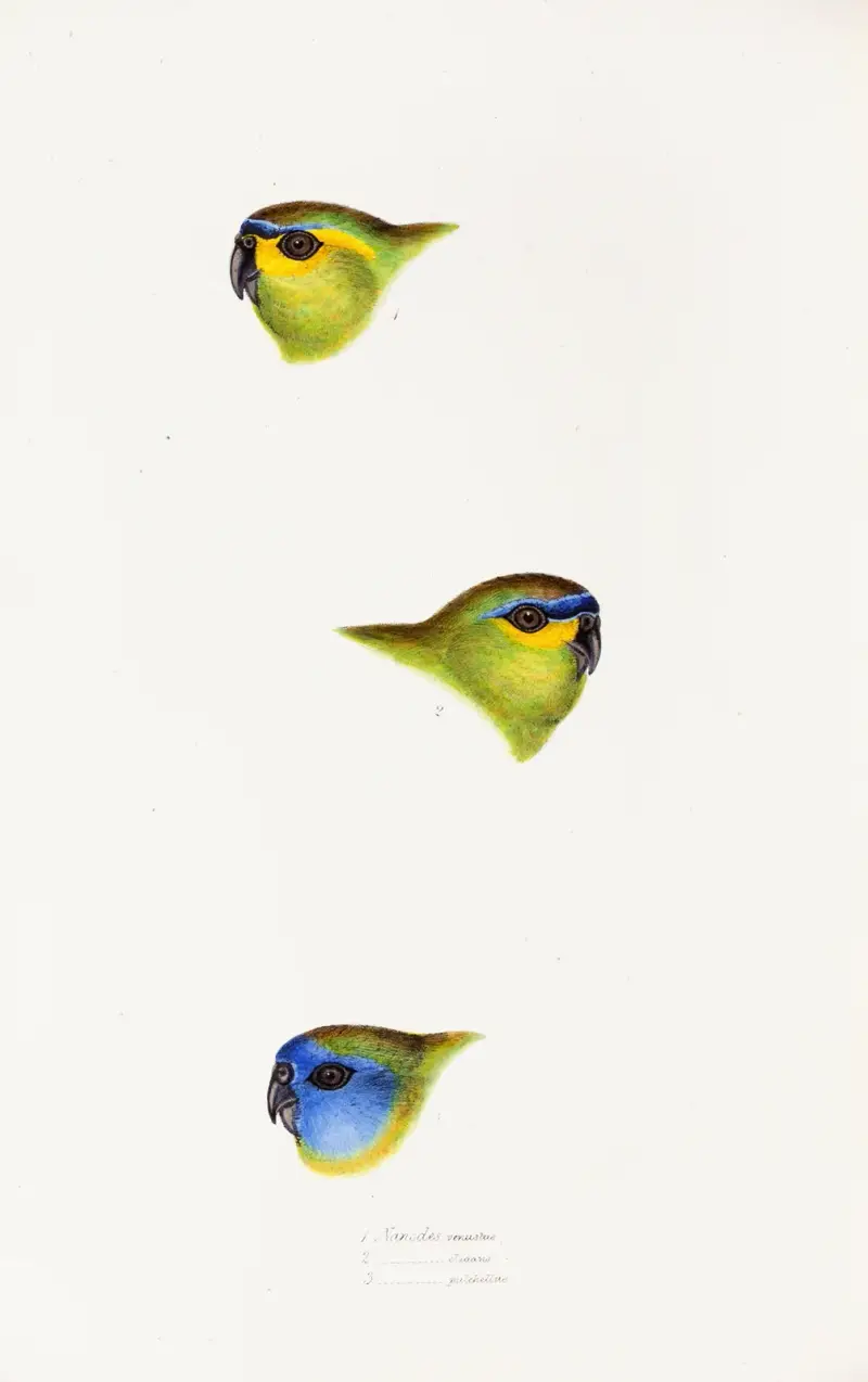 Eine Übersicht über die Vögel Australiens und der angrenzenden Inseln, Taf. 25 von Elizabeth Gould