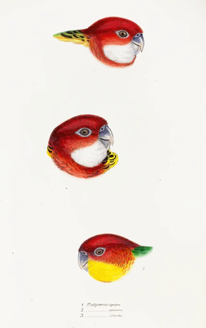 Přehled ptáků Austrálie a přilehlých ostrovů Pl. 24, Elizabeth Gould