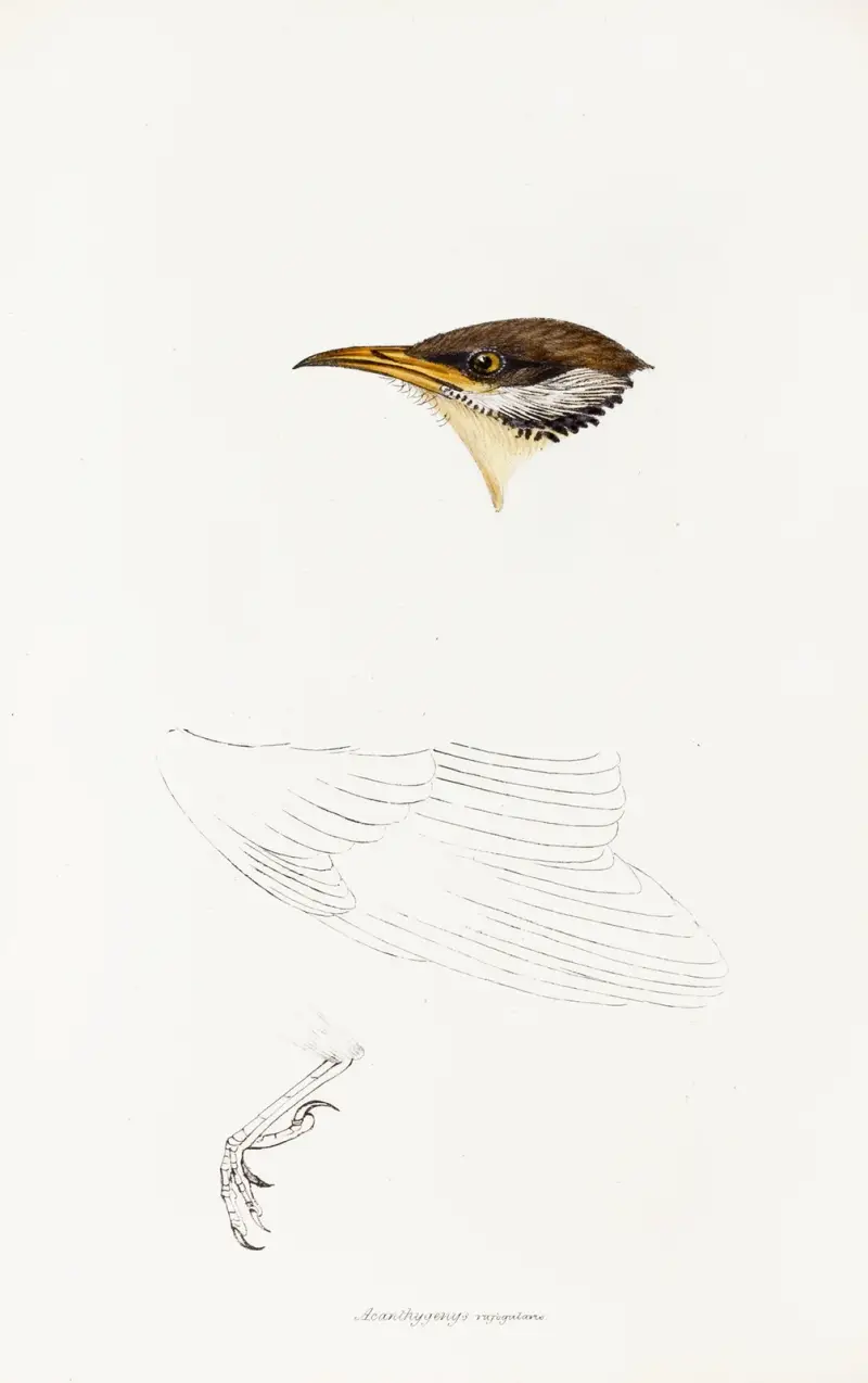 A synopsis of the birds of Australia, and the adjacent Islands Pl.69 av Elizabeth Gould
