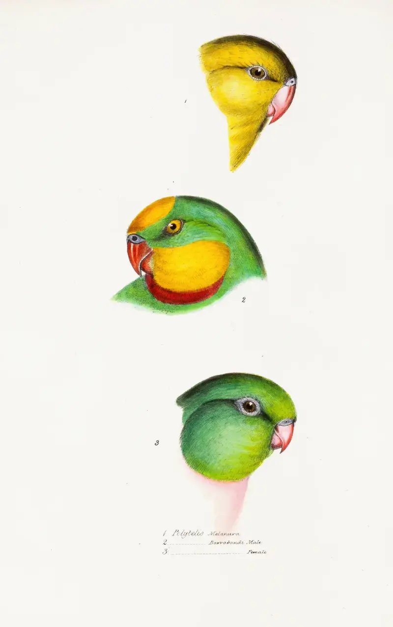 A synopsis of the birds of Australia, and the adjacent Islands Pl.67 av Elizabeth Gould