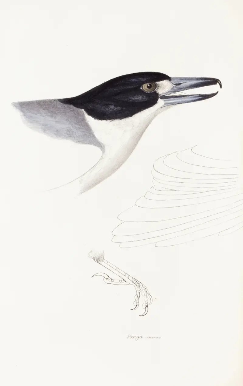 Eine Übersicht der Vögel Australiens und der angrenzenden Inseln Taf. 02 von Elizabeth Gould
