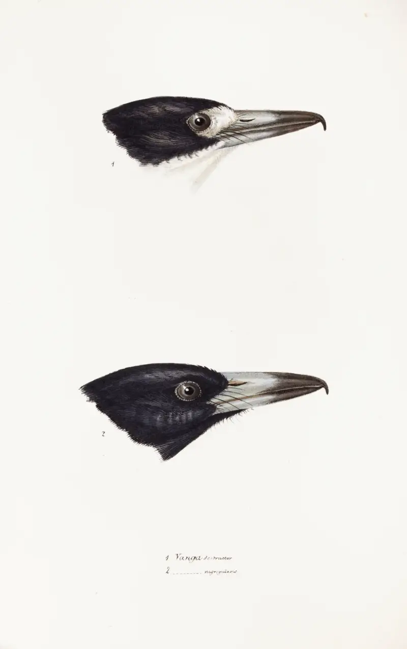 Přehled ptáků Austrálie a přilehlých ostrovů, tabule 3, Elizabeth Gould