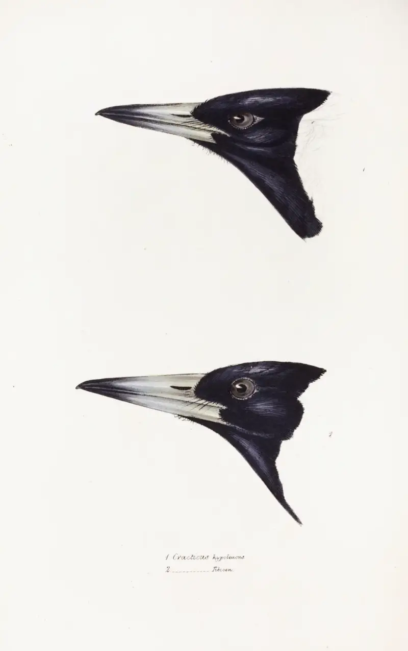 Přehled ptáků Austrálie a přilehlých ostrovů, tab. 4, Elizabeth Gould