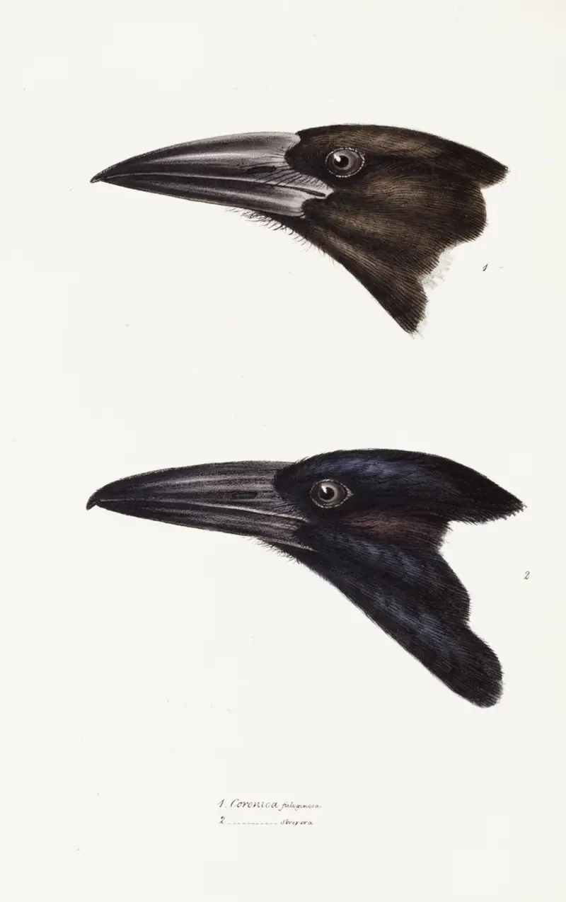 En översikt över Australiens och närliggande öars fåglar, plansch 05 av Elizabeth Gould
