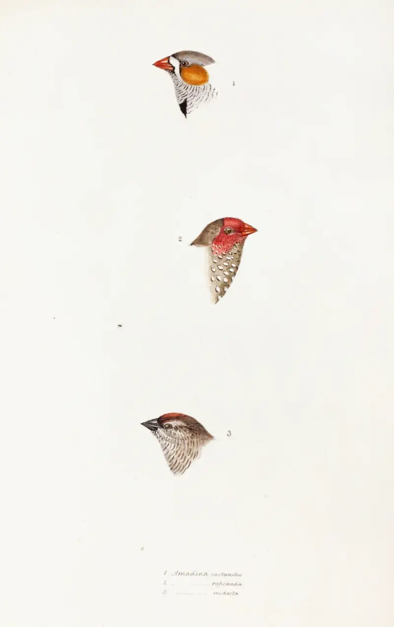 A synopsis of the birds of Australia, and the adjacent Islands Pl.10 av Elizabeth Gould