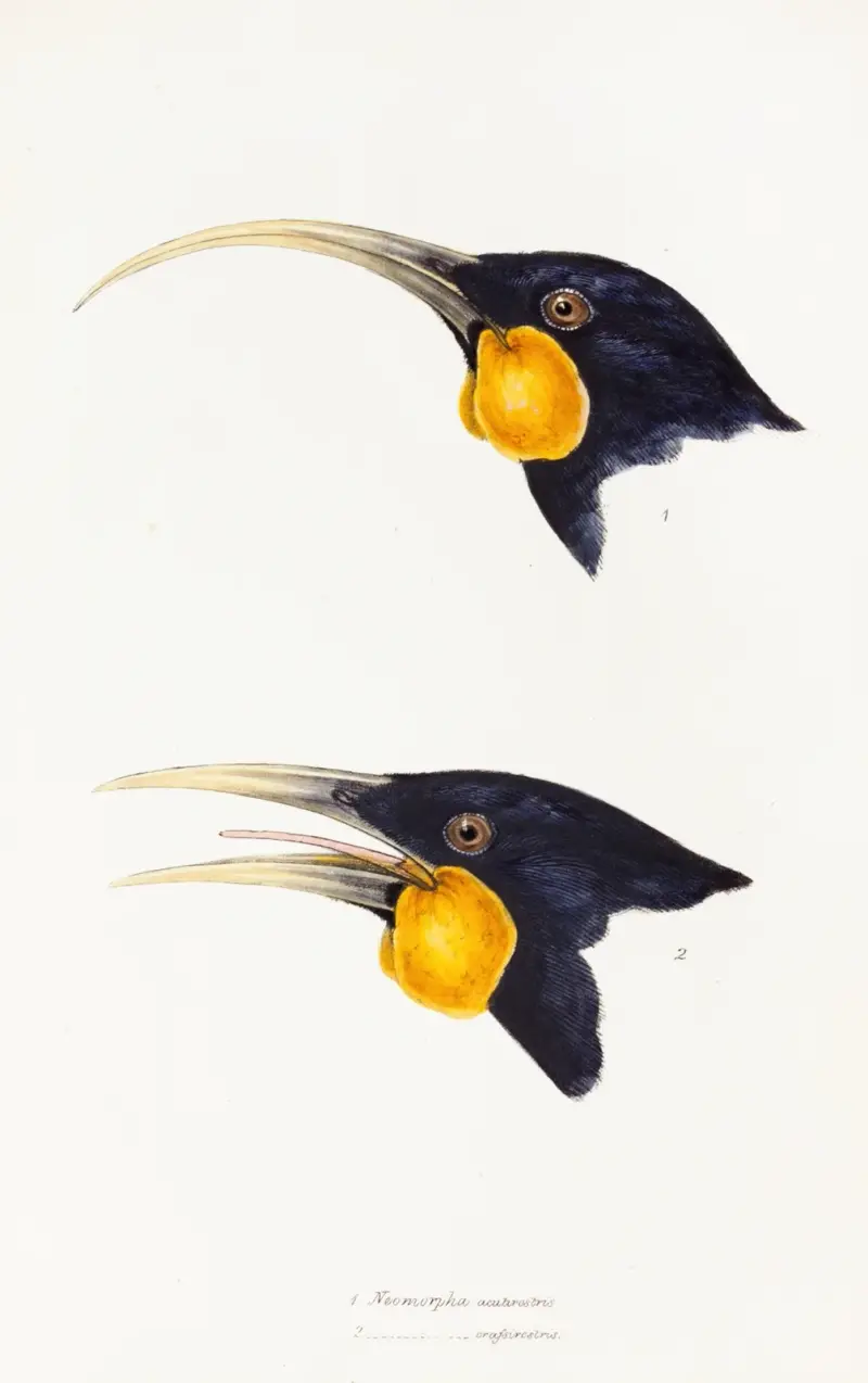 Eine Übersicht der Vögel Australiens und der angrenzenden Inseln, Tafel 11 von Elizabeth Gould