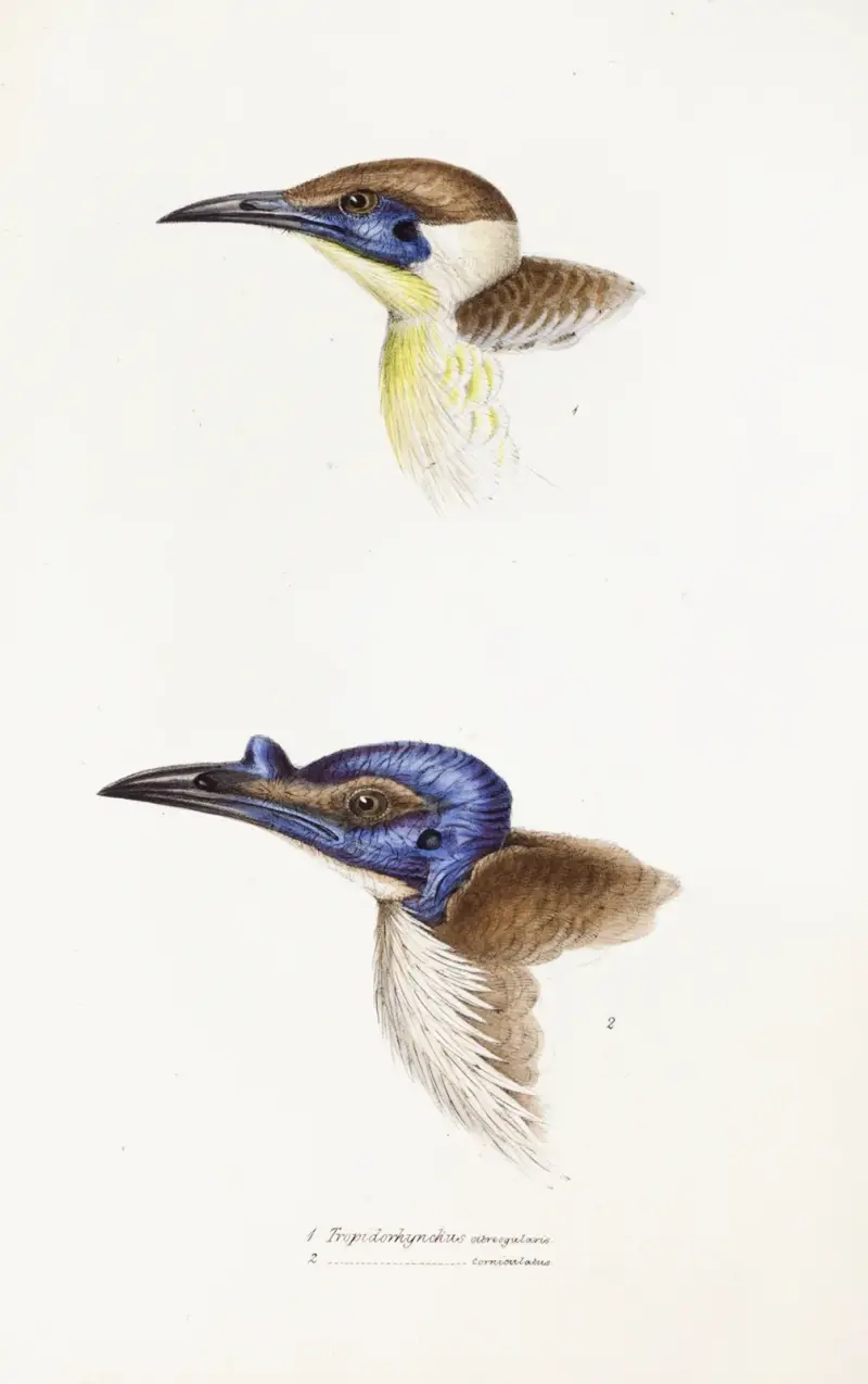 A synopsis of the birds of Australia, and the adjacent Islands Pl.13 av Elizabeth Gould