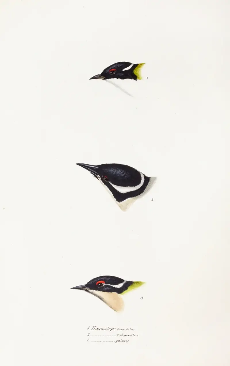 Eine Übersicht über die Vögel Australiens und der angrenzenden Inseln, Taf. 17 von Elizabeth Gould