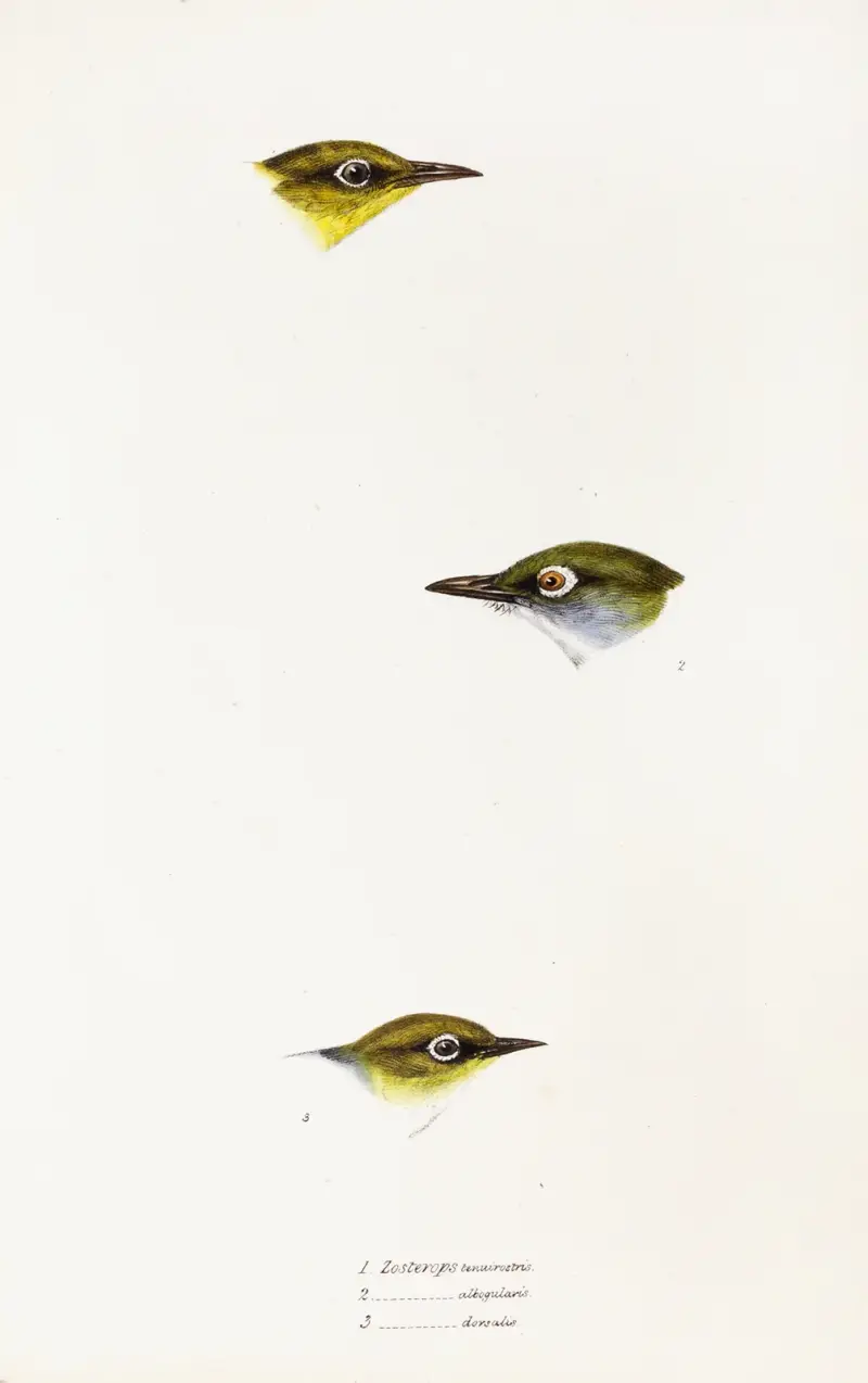 Zarys ptaków Australii i okolicznych wysp, plansza 18, Elizabeth Gould