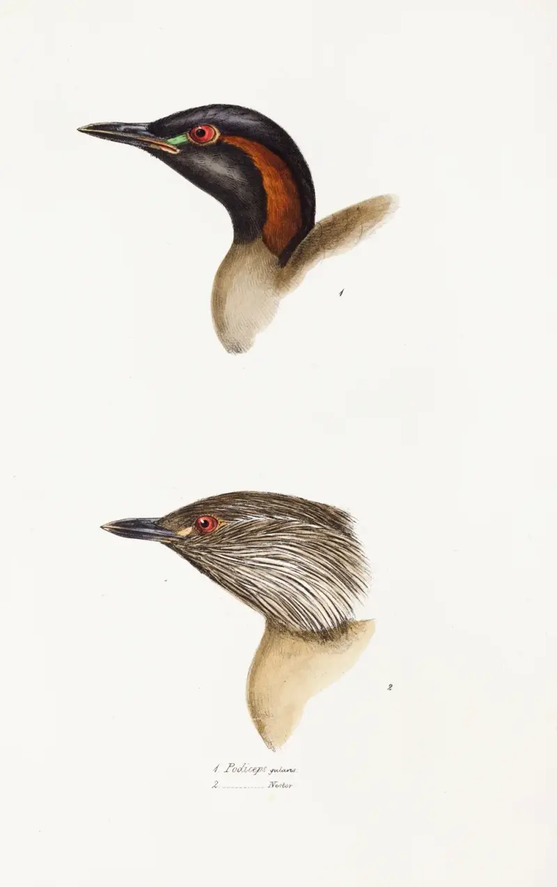 Zarys ptaków Australii i okolicznych wysp, pl. 19, Elizabeth Gould