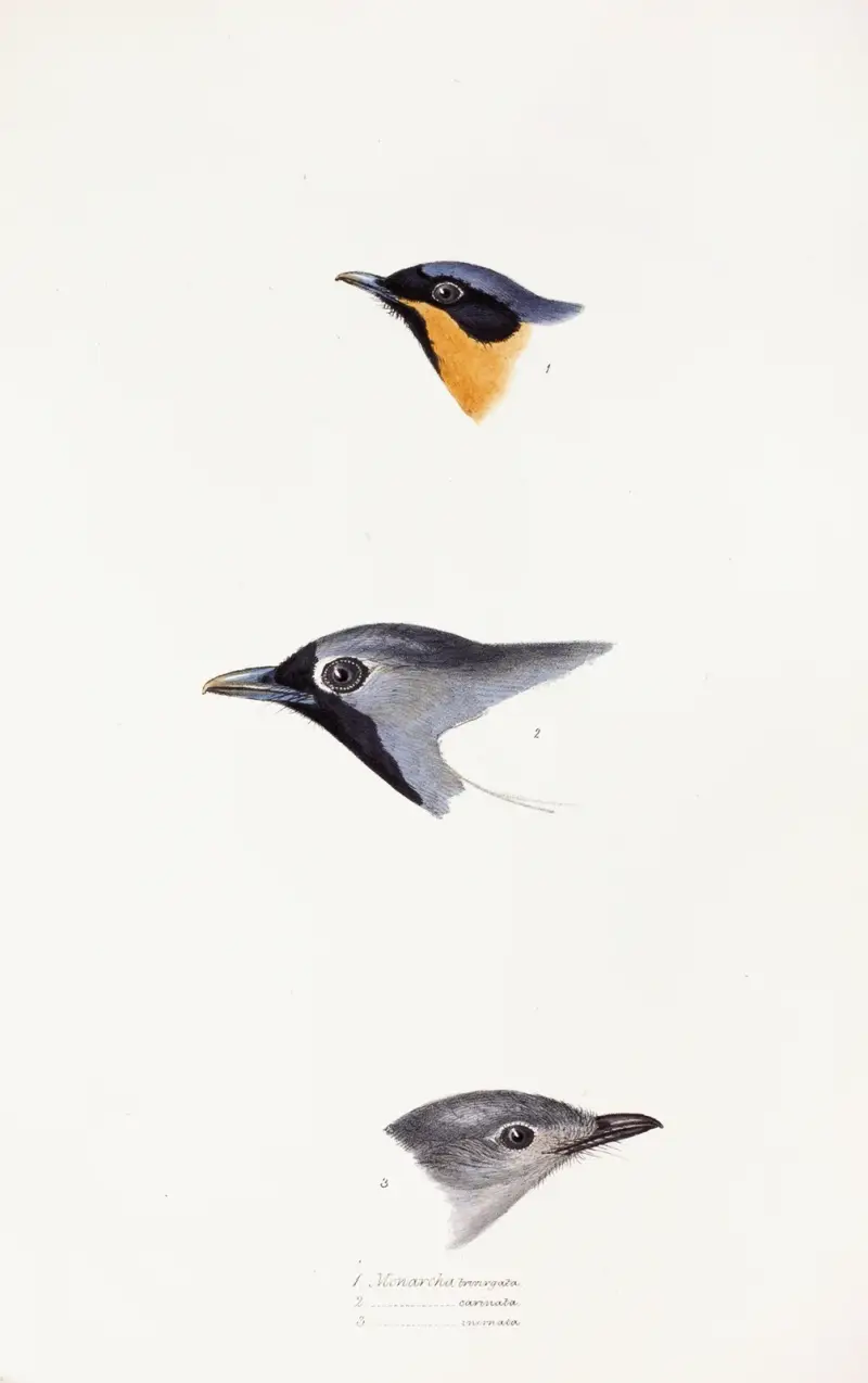 Eine Übersicht der Vögel Australiens und der angrenzenden Inseln Tafel 20 von Elizabeth Gould