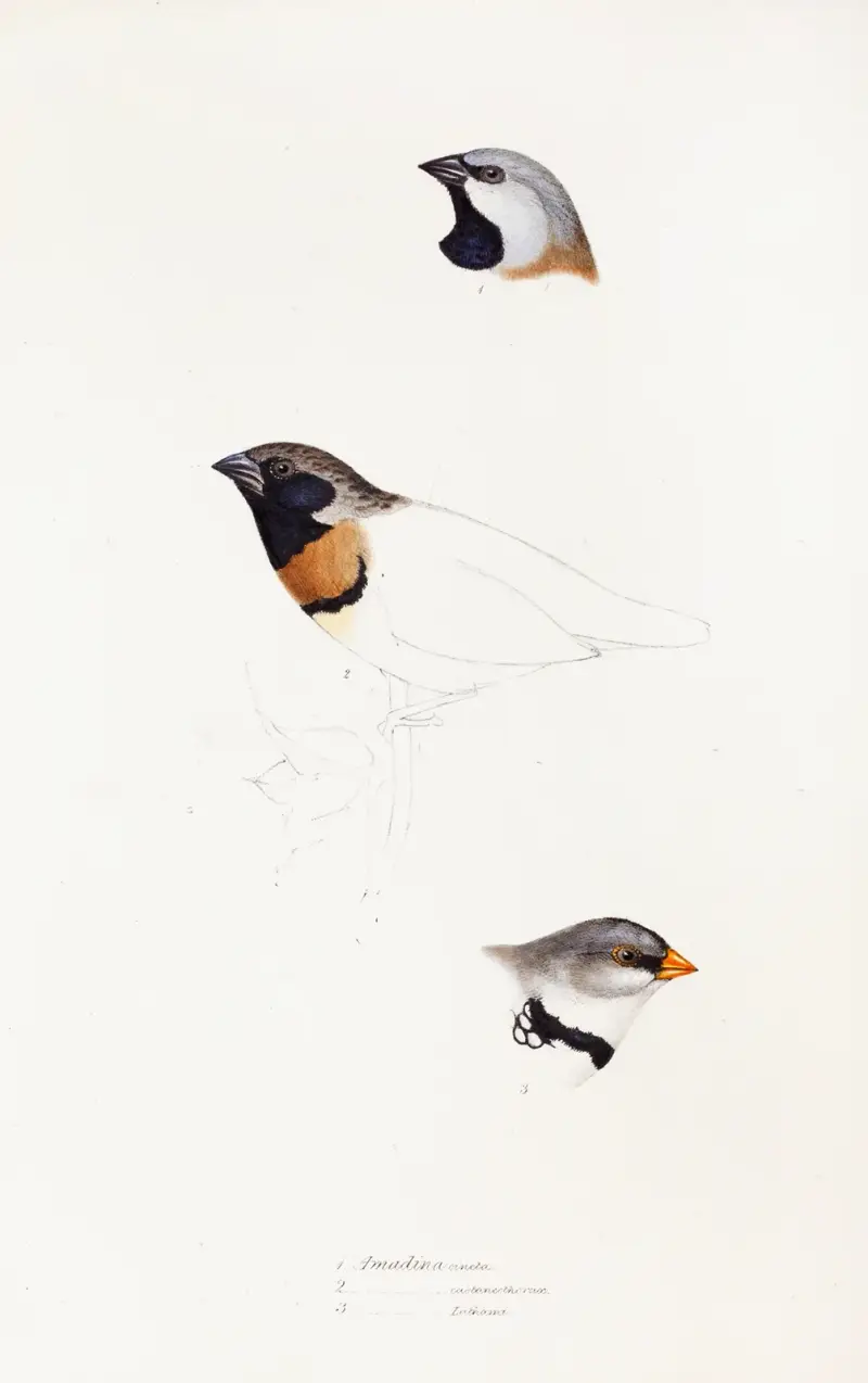Eine Übersicht der Vögel Australiens und der angrenzenden Inseln, Taf. 21 von Elizabeth Gould