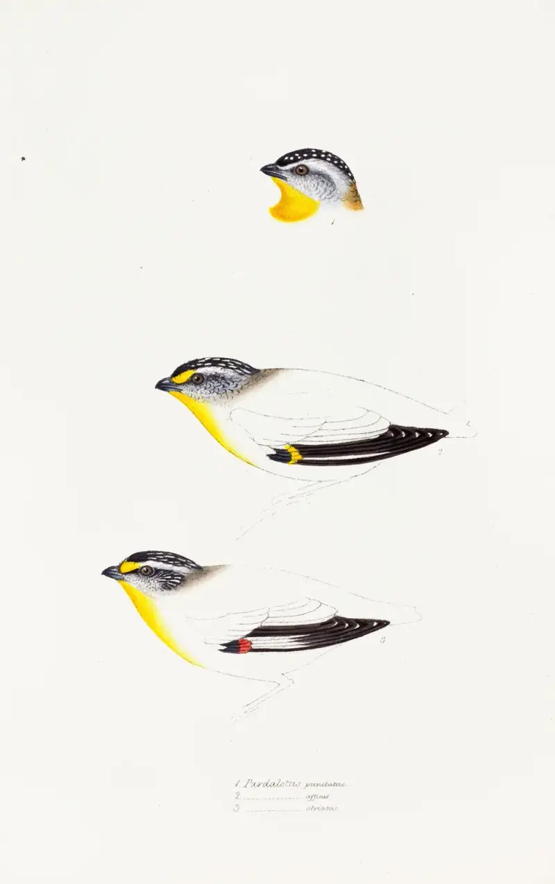 Streszczenie ptaków Australii i przyległych wysp, tabl. 22, Elizabeth Gould