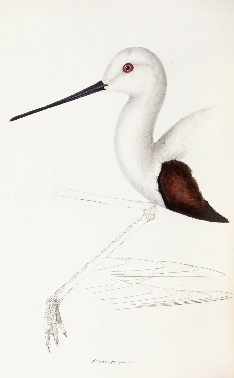 Eine Übersicht der Vögel Australiens und der angrenzenden Inseln, Tafel 33 von Elizabeth Gould